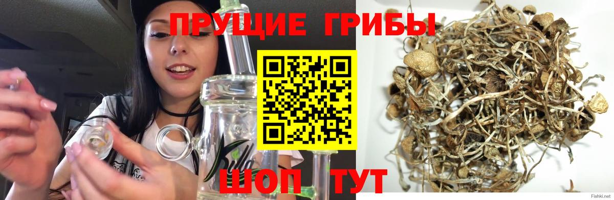Псилоцибиновые грибы мицелий  Вход с VPN  Галлюциногенные грибы ЛСД  Выкса 